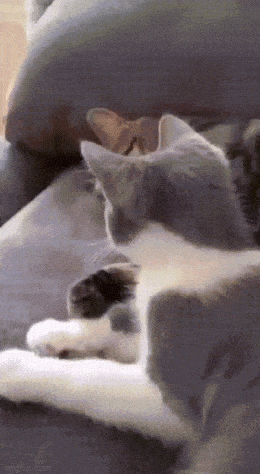 Просто гифки, всякие и&nbsp;разные