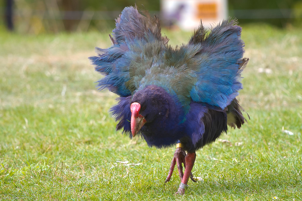 Такахе: её трижды считали вымершей, но каждый раз птица возвращалась