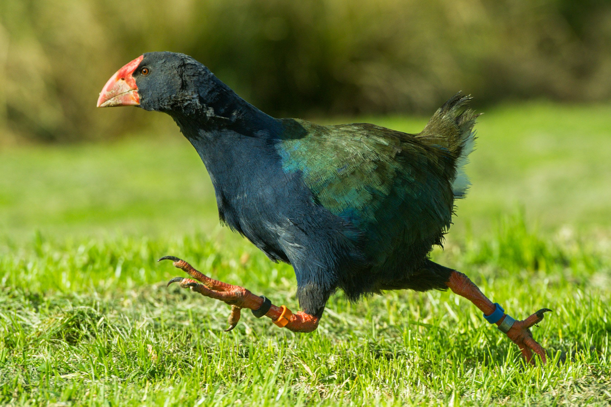 Такахе: её трижды считали вымершей, но каждый раз птица возвращалась