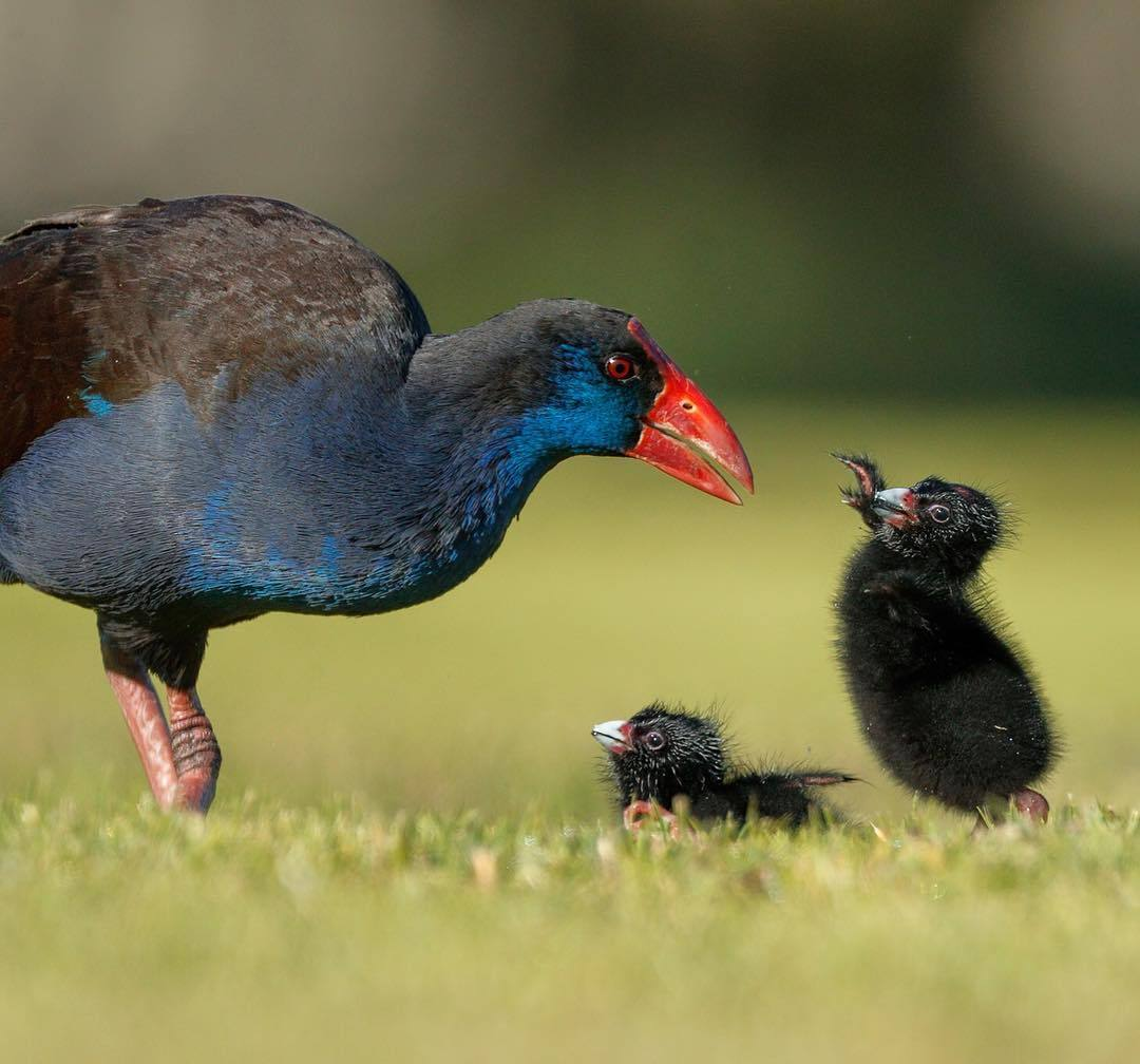 Такахе: её трижды считали вымершей, но каждый раз птица возвращалась