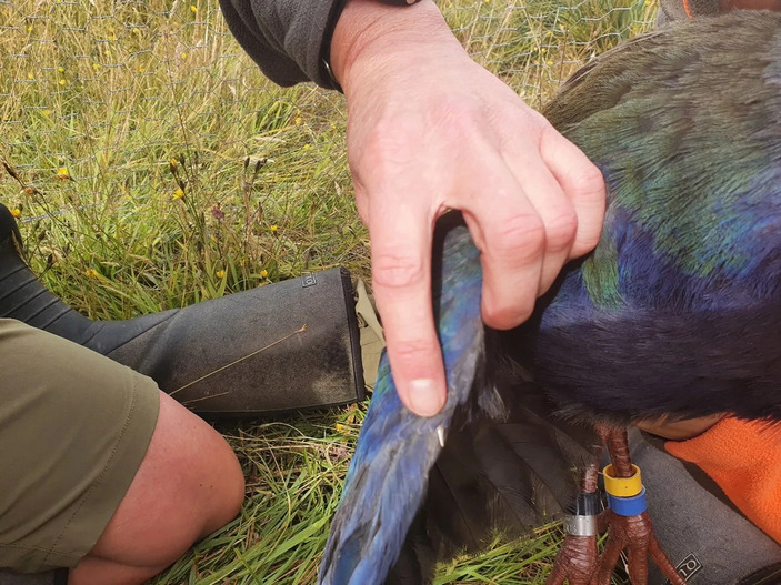 Такахе: её трижды считали вымершей, но каждый раз птица возвращалась