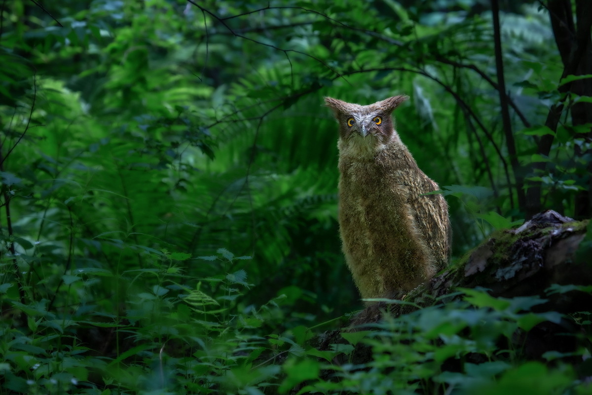 Рыбный филин: гигантская сова из тайги