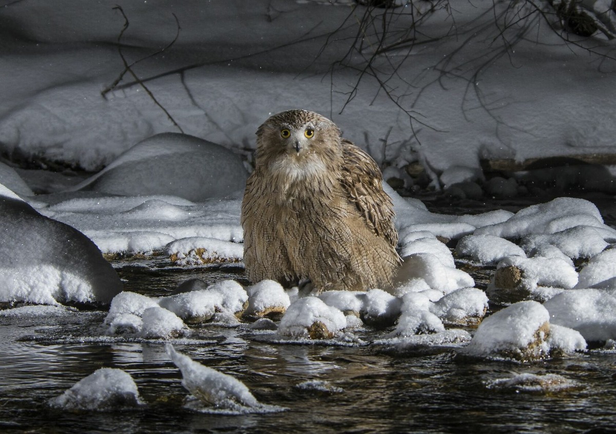 Рыбный филин: гигантская сова из тайги