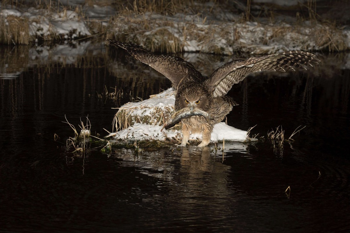 Рыбный филин: гигантская сова из тайги
