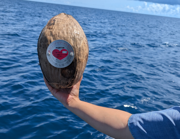 Зачем японцы 40 лет швыряют кокосы в океан