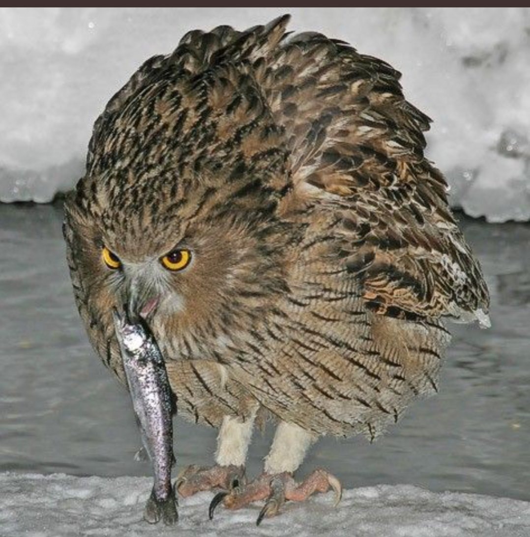 Рыбный филин: гигантская сова из тайги