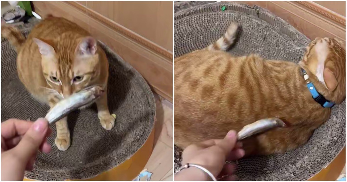 Пушистый хитрец