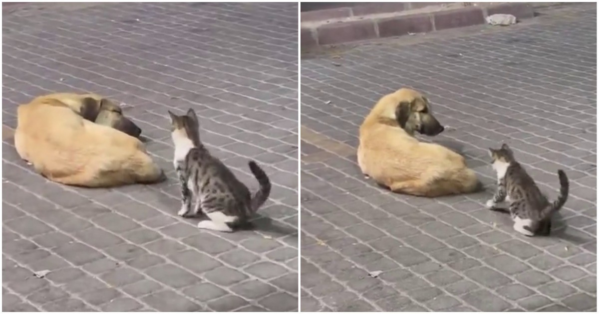 Кот нагло прервал сон пса