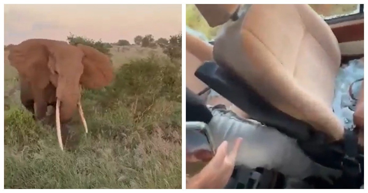 Слон напал на автомобиль с туристами в Африке