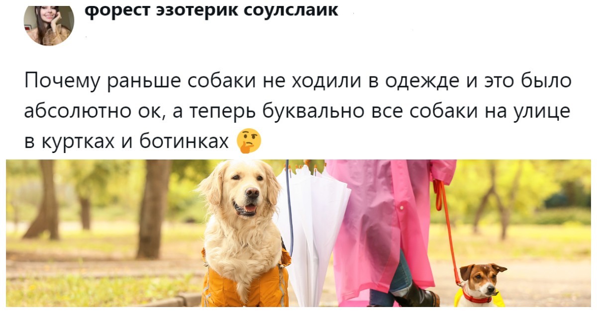 Собачники и не только обсуждают собачий дресс-код, который эволюционировал от свободы к пуховику