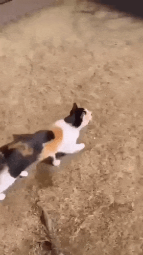 Просто гифки, всякие и&nbsp;разные