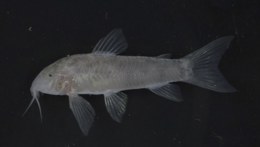 Панцирные сомы: рыбки в доспехах римского легионера