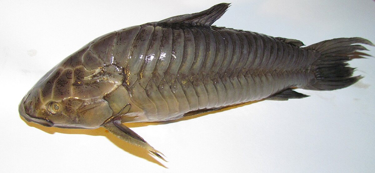 Панцирные сомы: рыбки в доспехах римского легионера