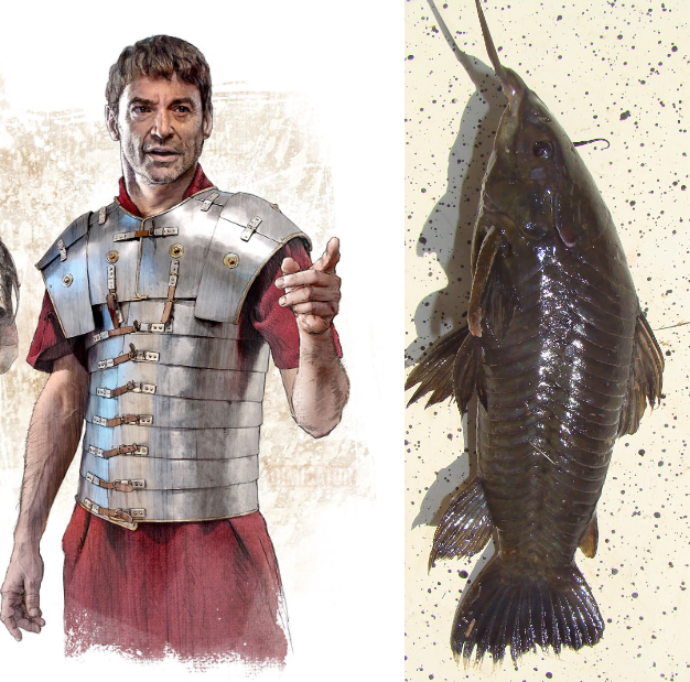 Панцирные сомы: рыбки в доспехах римского легионера