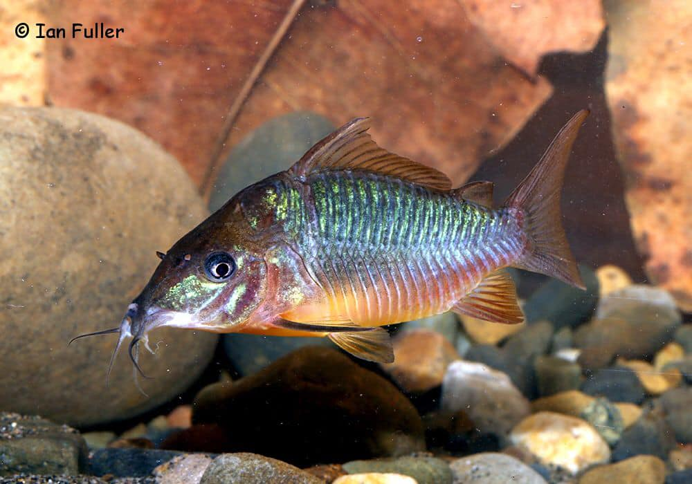 Панцирные сомы: рыбки в доспехах римского легионера