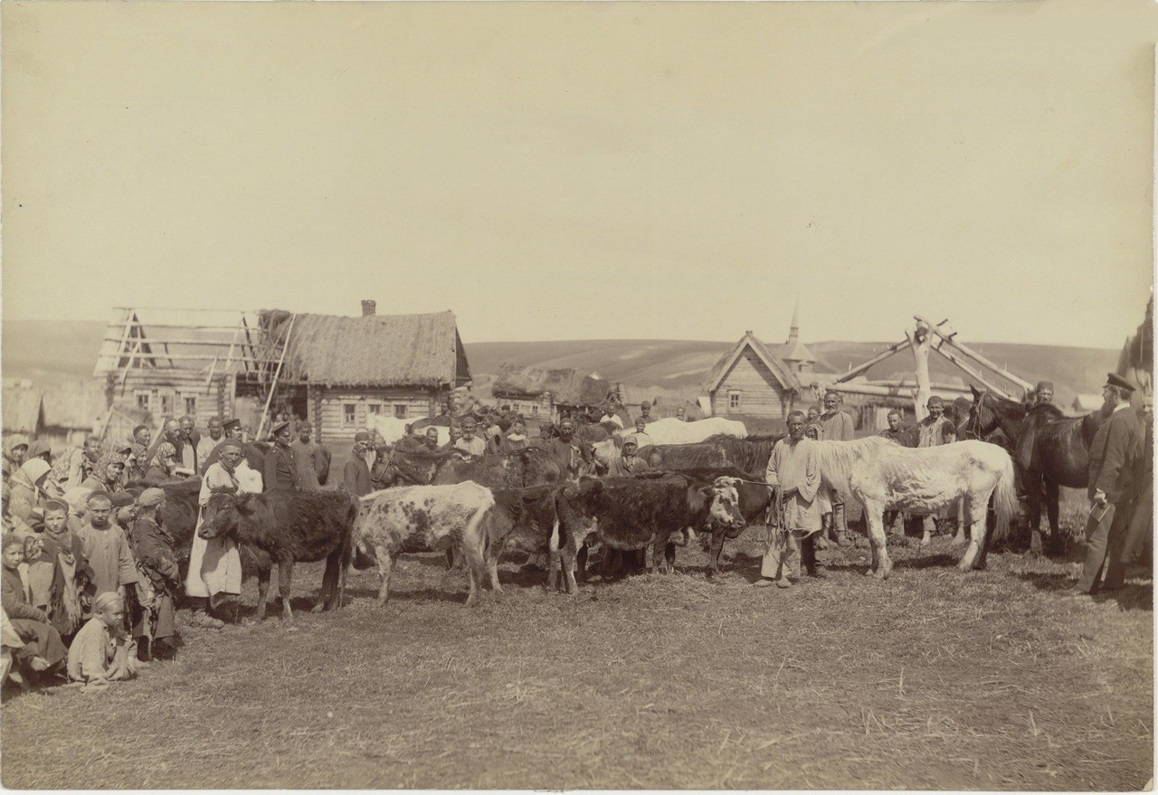 Крестьянское стадо в деревне Кадомке Сергачского уезда. 1891—1892 годы.