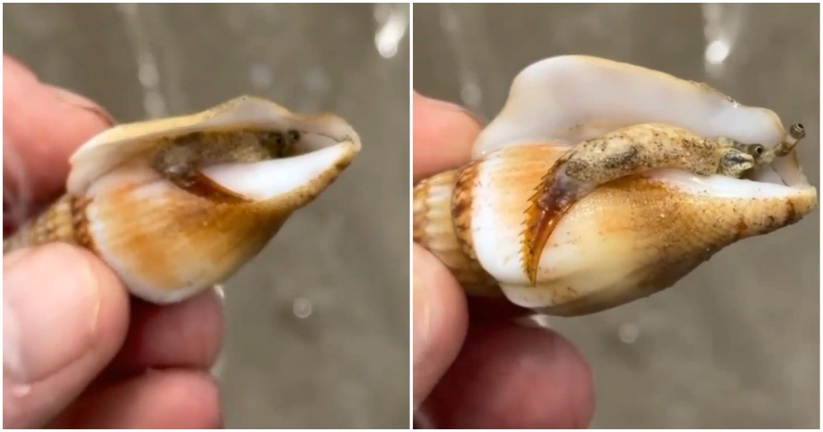 В Австралии даже моллюски не выглядят безобидно