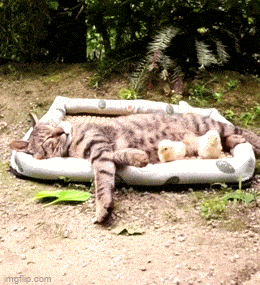 Просто гифки, всякие и&nbsp;разные