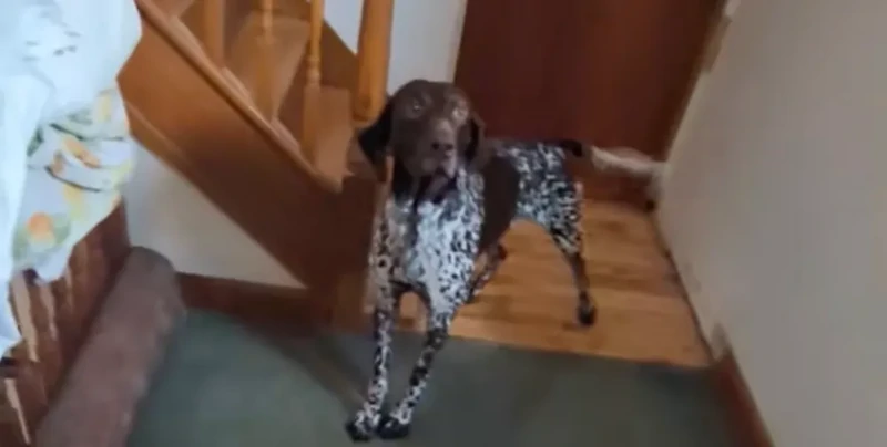 Охотничья собака против кота