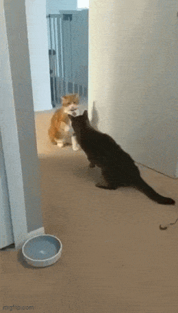 Просто гифки, всякие и&nbsp;разные