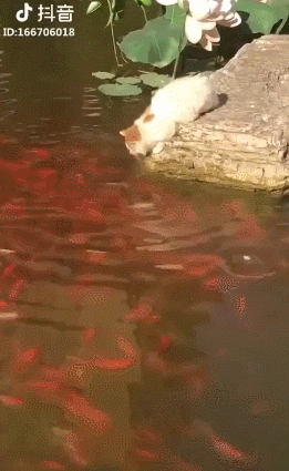 Просто гифки, всякие и&nbsp;разные