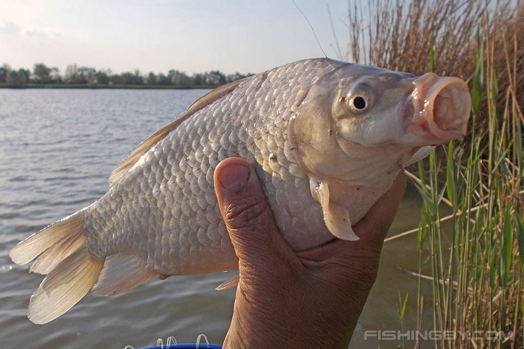 Серебряный карась: унижает самцов других рыб, чтобы сломать водоём