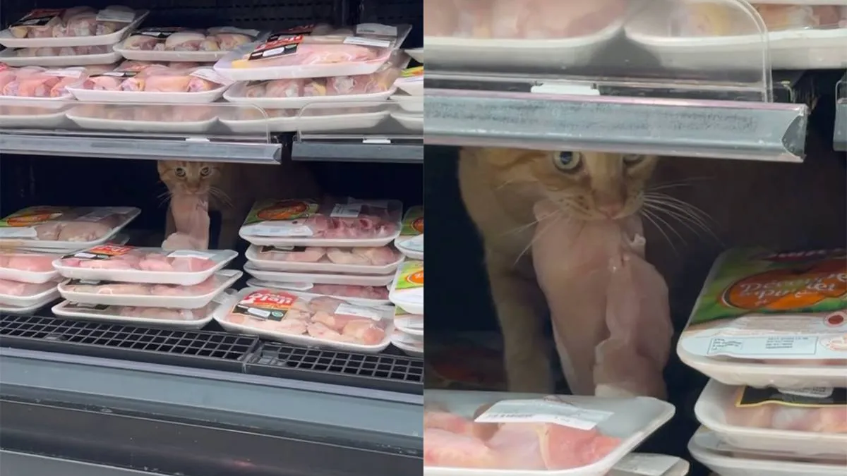 Рыжий кот устроил себе обед прямо на витрине супермаркета