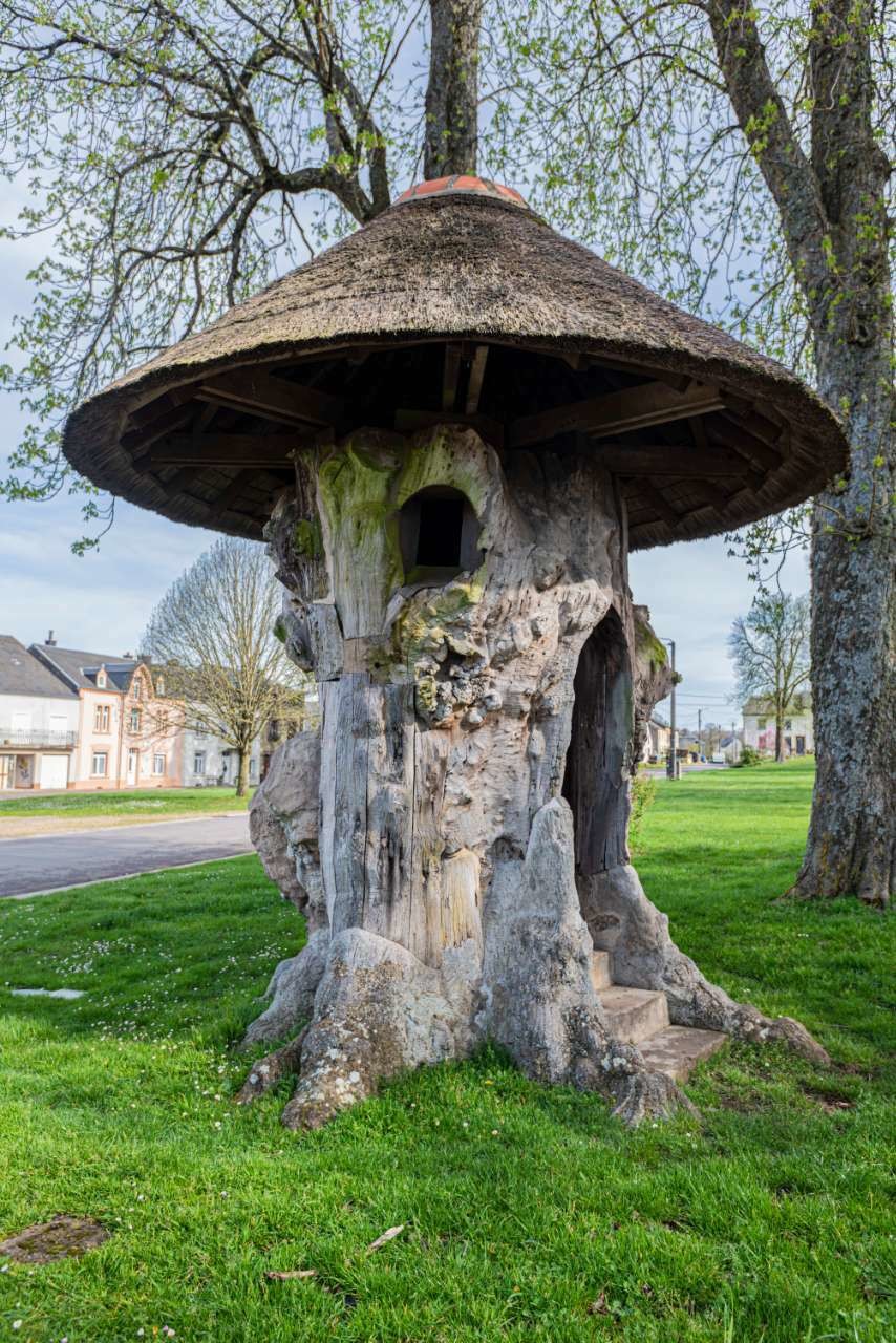 600-летний дом-вяз, который побывал липой и принял участие в выставках