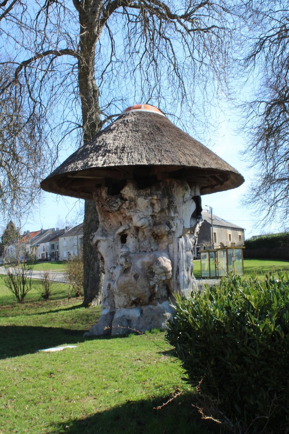 600-летний дом-вяз, который побывал липой и принял участие в выставках