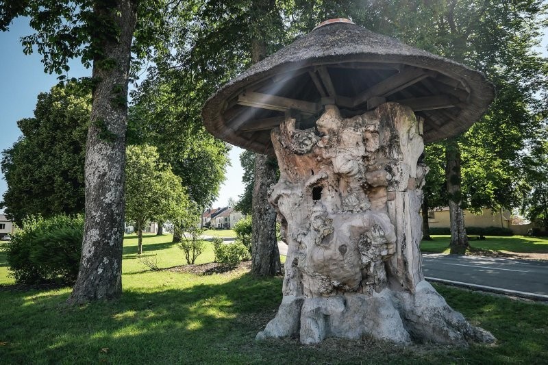 600-летний дом-вяз, который побывал липой и принял участие в выставках