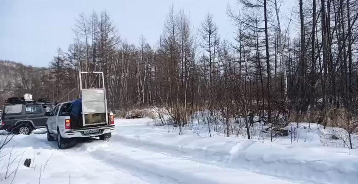 Тигрица долго не хотела возвращаться в дикую природу