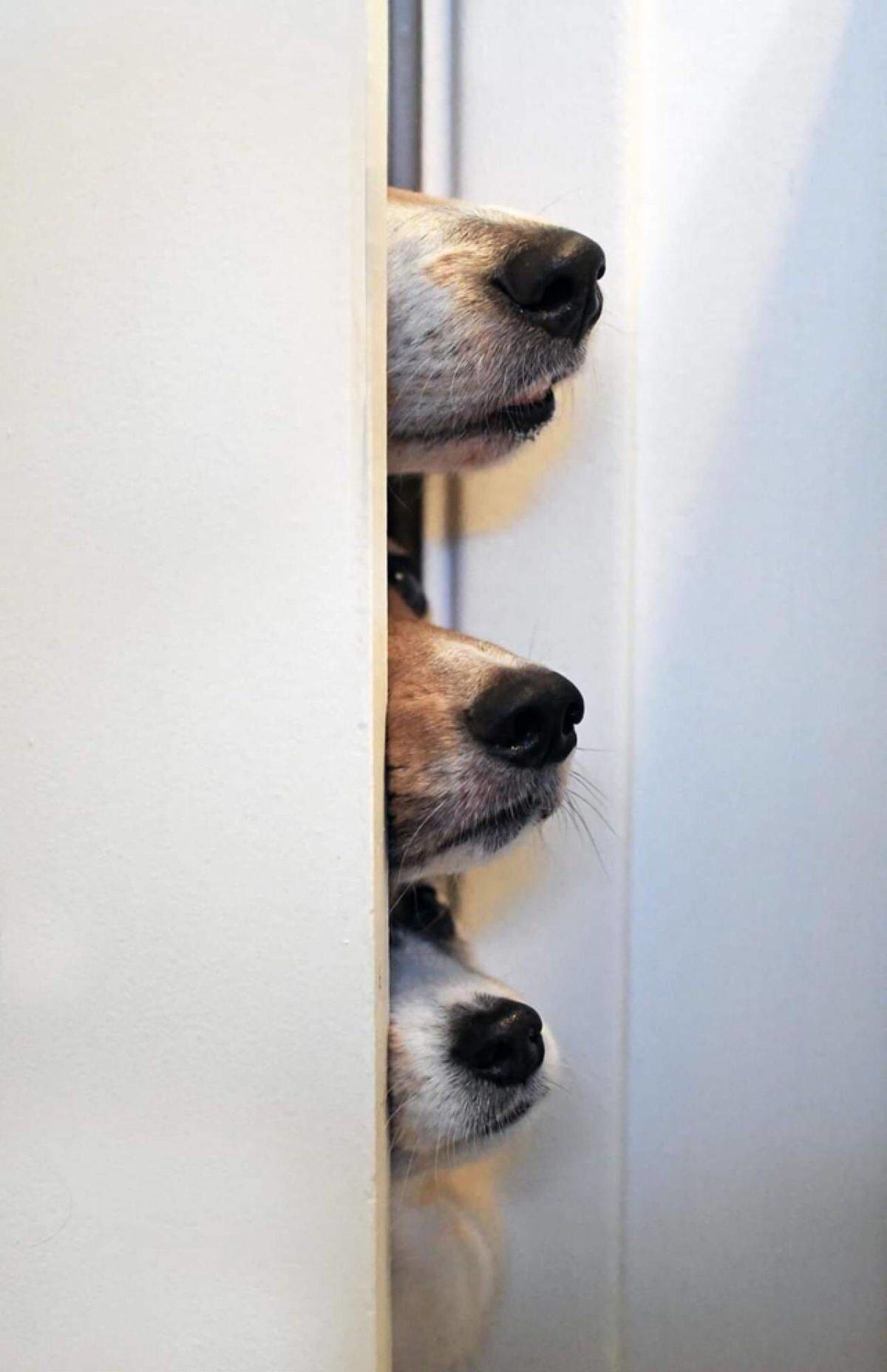 25. Любопытство - не порок, а способ получения информации