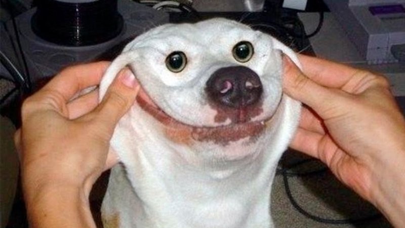 17. Собака-улыбака: базовая комплектация