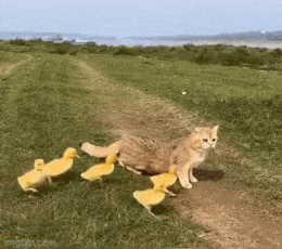 Просто гифки, всякие и&nbsp;разные