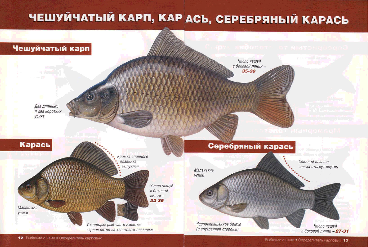 Серебряный карась: унижает самцов других рыб, чтобы сломать водоём