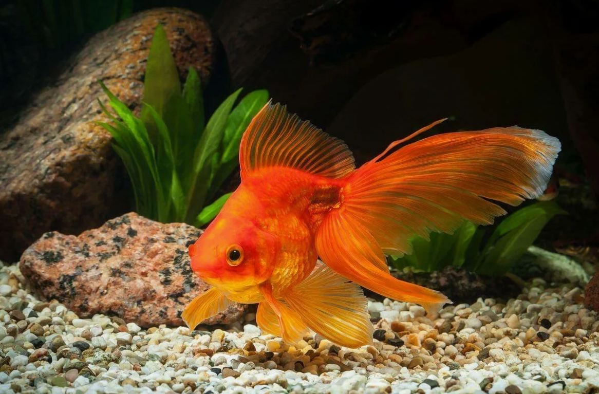 Серебряный карась: унижает самцов других рыб, чтобы сломать водоём