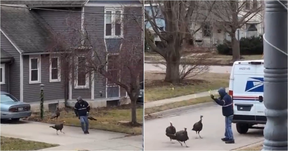 Месть за День Благодарения: в Висконсине стая диких индюков терроризирует местных жителей