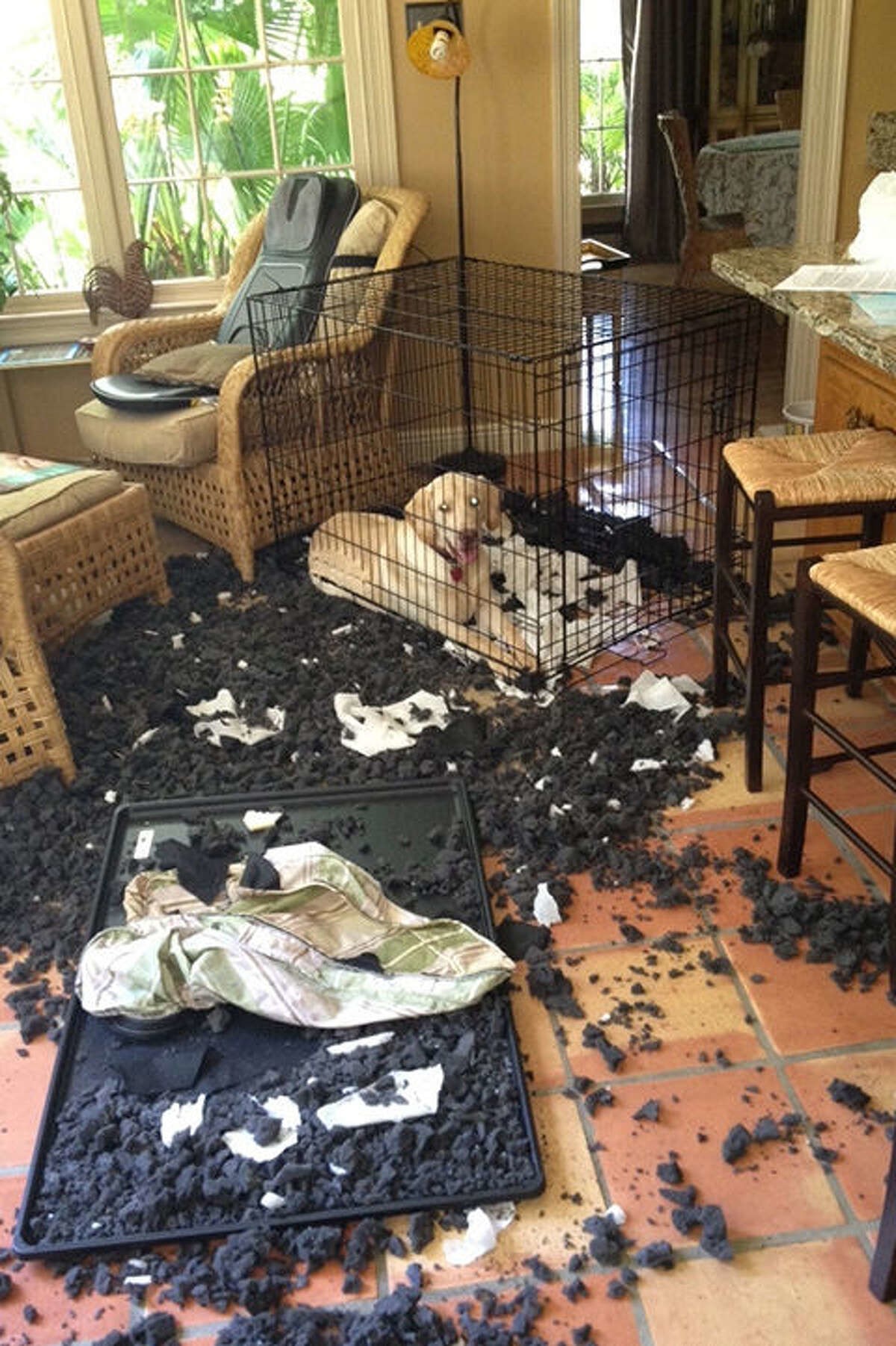 3. "Заведи собачку, будет здорово!" - говорили они