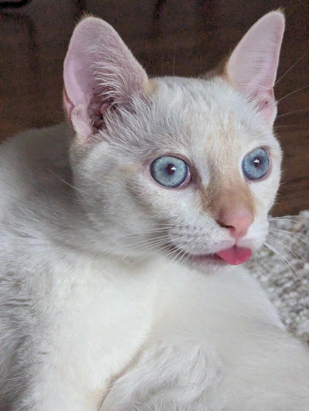 6. Кис завис