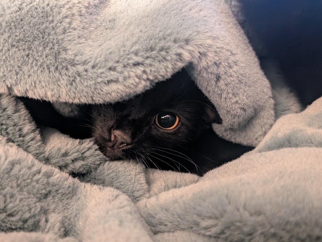 12. Магическое очарование чёрного