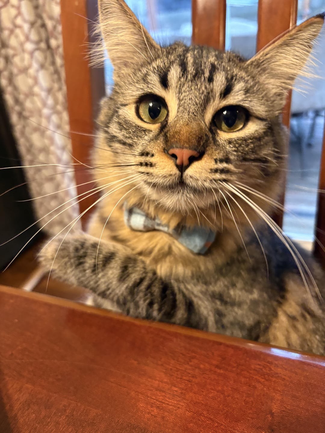 5. Интеллигентность - отличительная черта котиков