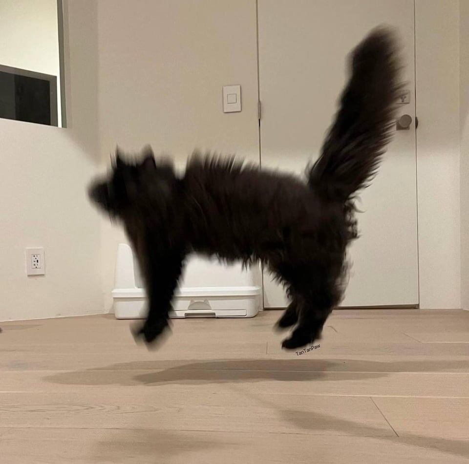 Что будет, если чёрный пушистый кот окажется слишком пугливым