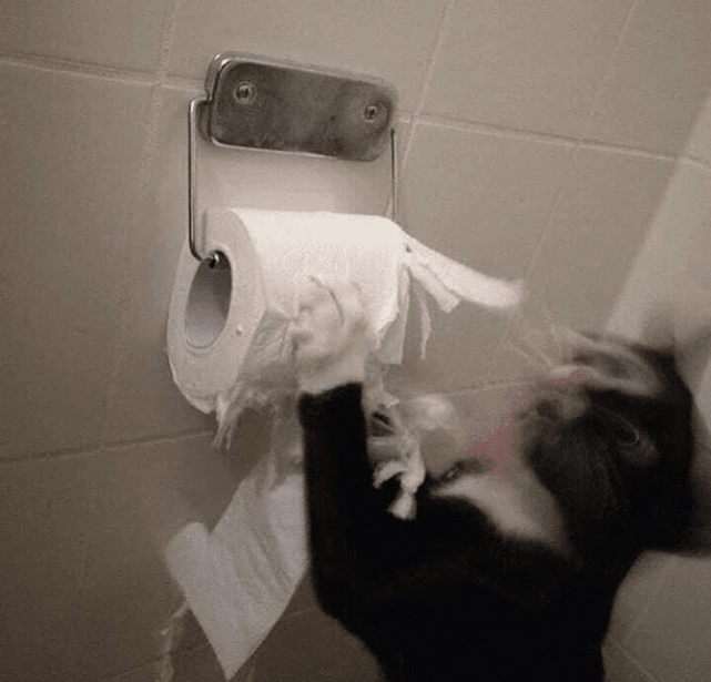 Когда нервная система котика оказалась на пределе