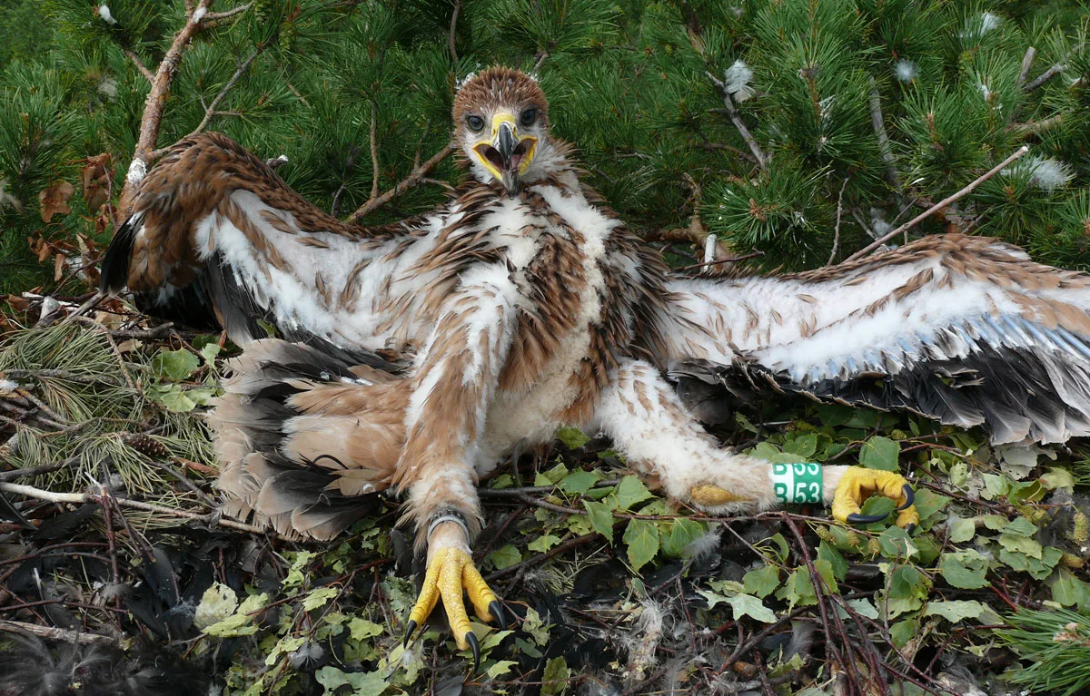 В 40 лет орёл разбивает себе клюв и вырывает все перья