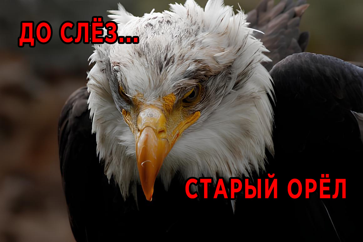 В 40 лет орёл разбивает себе клюв и вырывает все перья