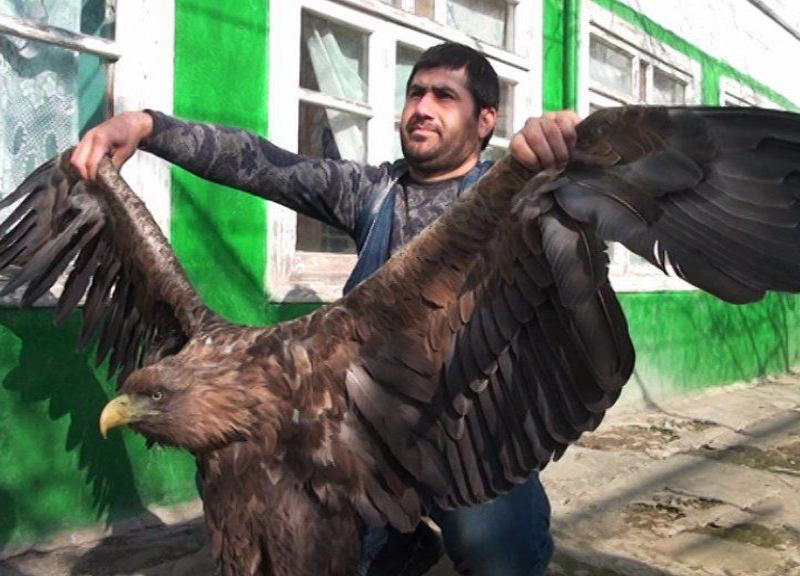 В 40 лет орёл разбивает себе клюв и вырывает все перья