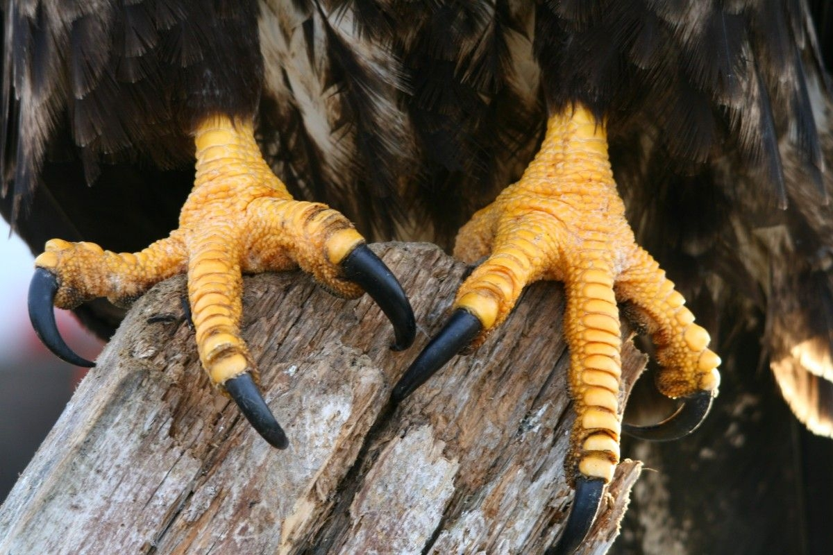 В 40 лет орёл разбивает себе клюв и вырывает все перья