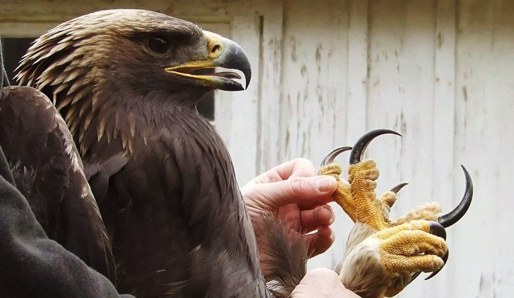 В 40 лет орёл разбивает себе клюв и вырывает все перья