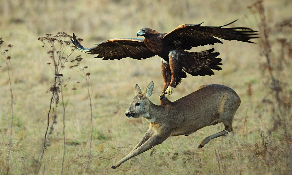 В 40 лет орёл разбивает себе клюв и вырывает все перья