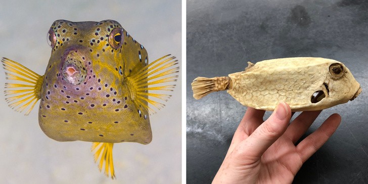 Это ядовитый кузовок-кубик, или как еще называют этого малыша «рыба-коробка». Такое название животное получило из-за формы внутреннего панциря кубической формы. Кстати, он вдохновил создателей автомобиля Mercedes-Benz Bionic